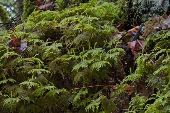 Hylocomium splendens